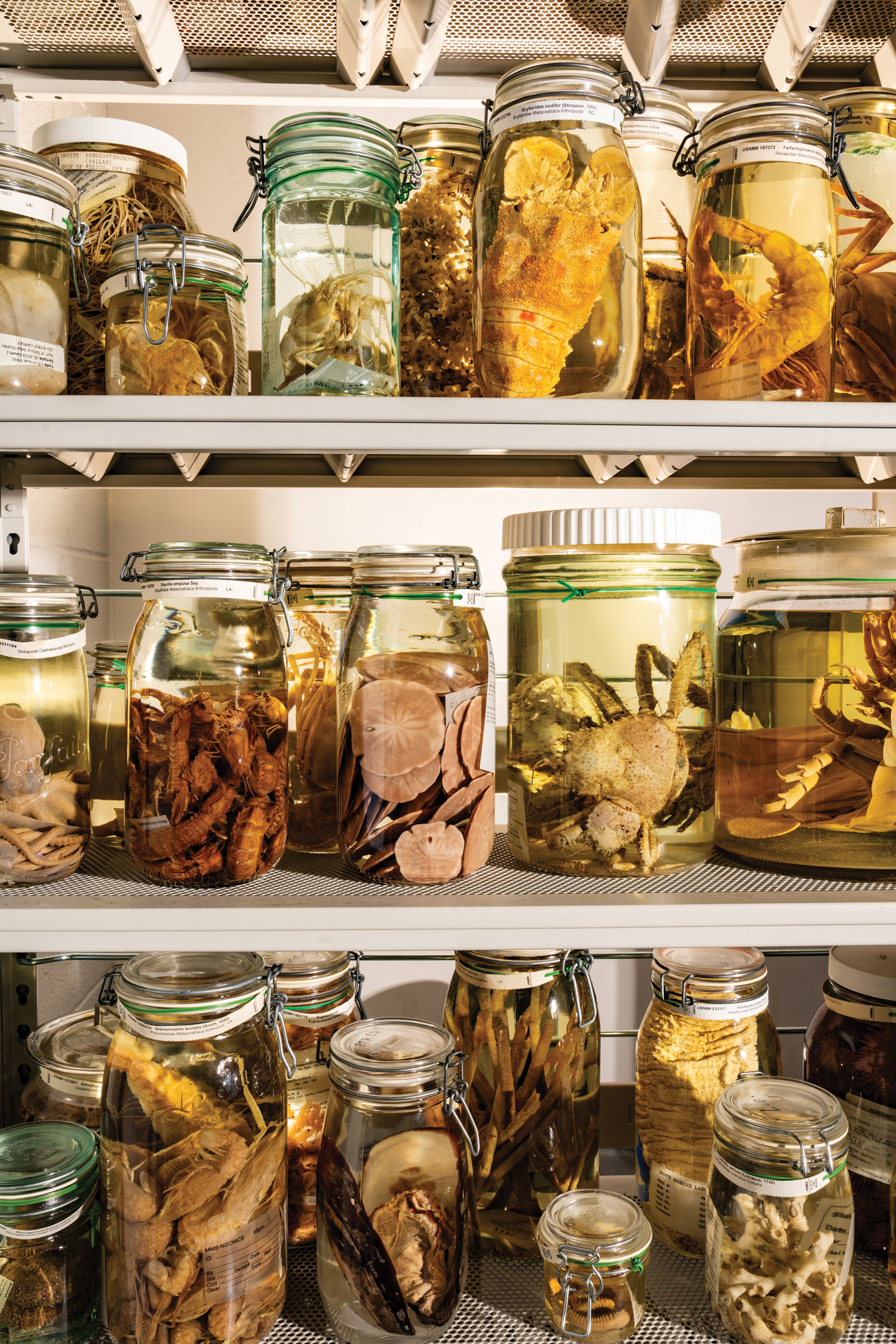Specimens perserved in alcohol-filled jars on shelves.