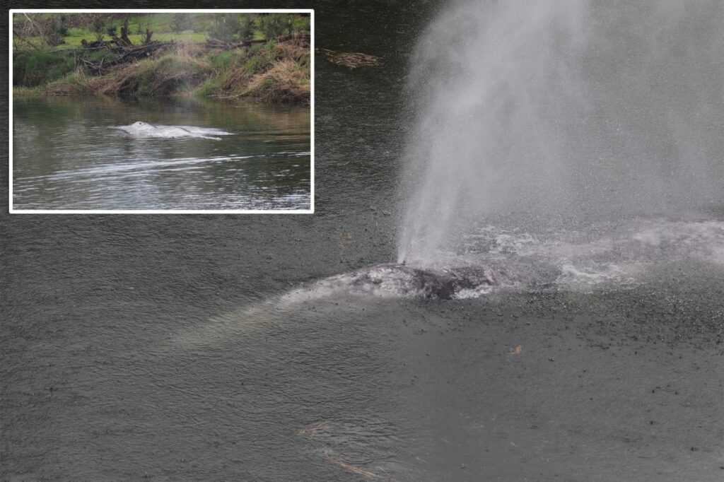 Gray whale that swam 20 miles up a Washington state river is found dead