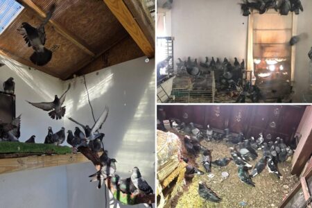 More than 300 pigeons found in Pa. wing nut’s home: ‘The worst case’