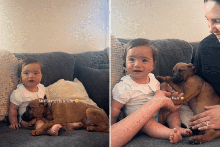 Foster Puppy Meets Baby for First Time, It Couldn’t Have Gone Any Better