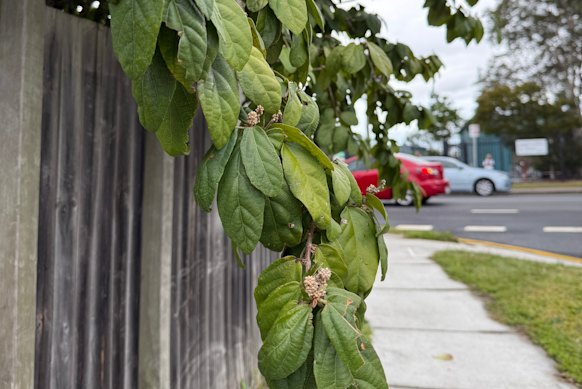 The leaves of the green kamala tree.