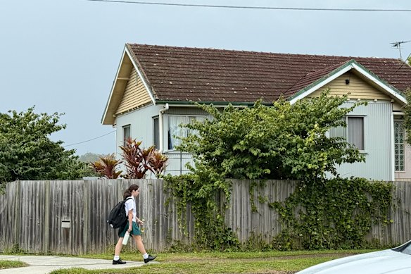 The source of the smell - these green kamala trees, visible over the fenceline, on the corner of Opal Street and Cavendish Road.