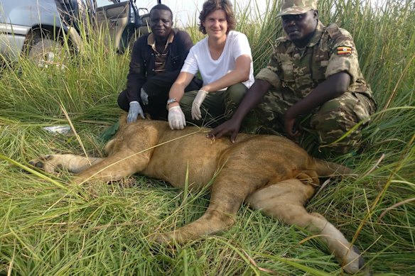 Dr Alexander Braczkowski, pictured with a sedated lion in Uganda, is known for his conservation research on the predators in Africa.