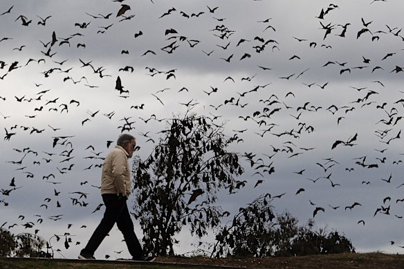 A colony of flying-fox bats is seen over the Peel River in Tamworth, NSW. The creatures make noisy neighbours but are critical to Australia’s status as bushy and biodiverse.
