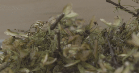 Why Canadian seeds are on their way to the moon with Artemis II