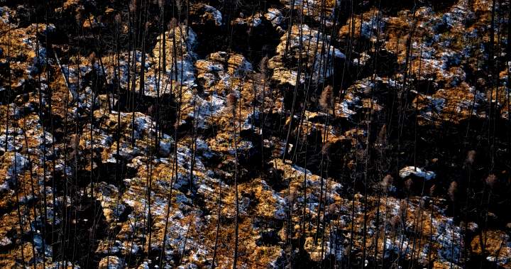 Canada’s wildfire season forecast is ’cause for concern,’ experts warn