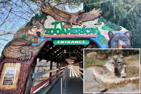 Toddler wounded by wolf after crawling into restricted area at ZooAmerica while parents were on phones
