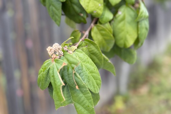 Up close, the leaves of the green kamala tree barely smell. 