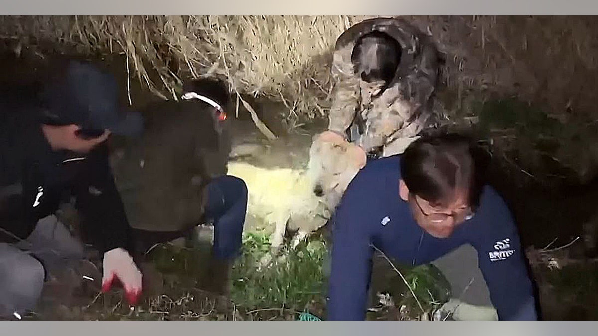 Neukgu after his capture