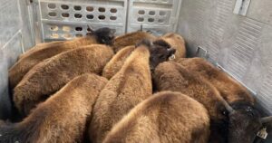 44 Elk Island wood bison sent to Alaska as part of conservation efforts