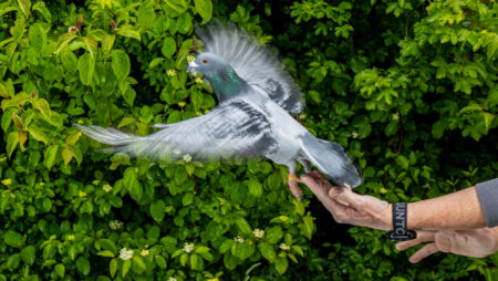 Homing pigeons may use a surprising navigation mechanism
