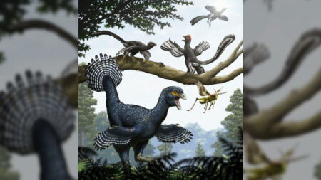 If wings came before flight, what were they for?
