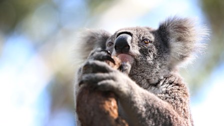 Chlaymdia is one of the many threats Australia’s dwindling koala population faces. 