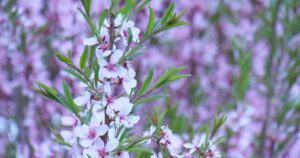 Late spring start, dry conditions to blame for intense Edmonton allergy season