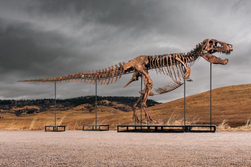 Gus the T. rex could sell for up to $30M at Sotheby’s NYC auction: ‘183 fossil bone elements’