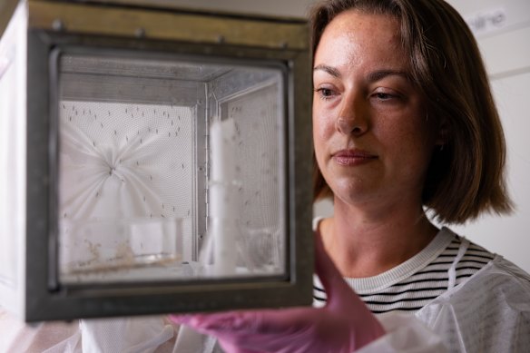 Dr Claire Sayers with study mosquitoes in the Baum Laboratory insectary at the University of NSW.