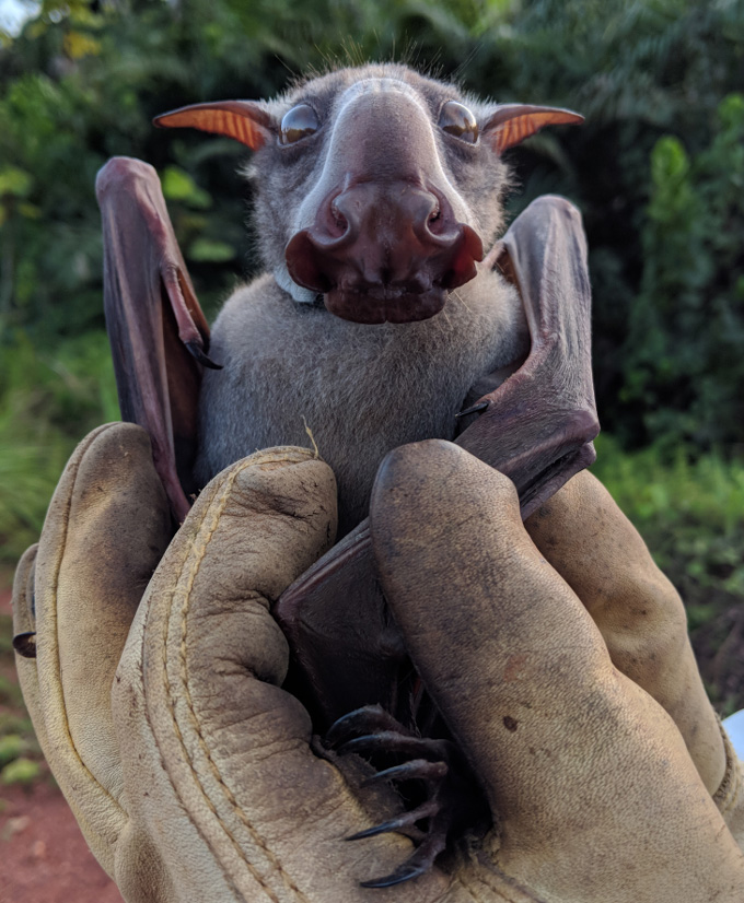 A hammer-headed bat is shown being held by hands wearing thick working gloves