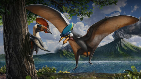 Some pterosaurs may have boasted bold iridescence