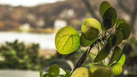 Chinese money plant leaves hide a mathematical pattern