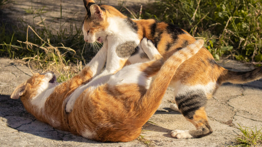 A deadly fungus that can infect cats and people is spreading