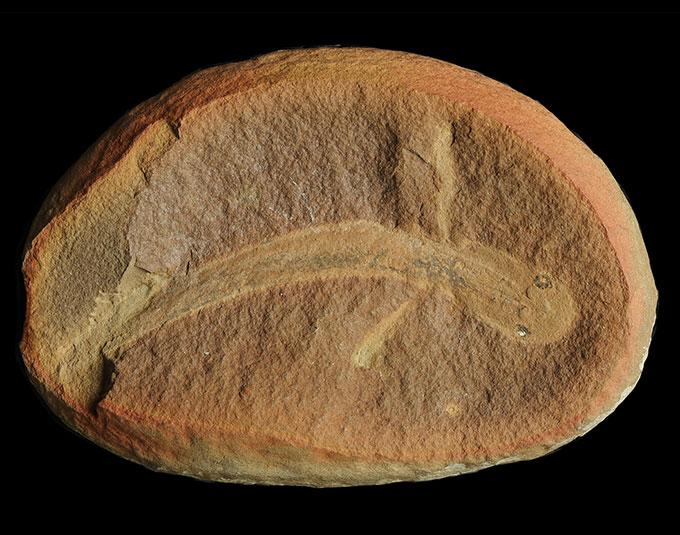 A rock holds a fossil that looks like it has little limbs or fins. Its eyes are well defined too.