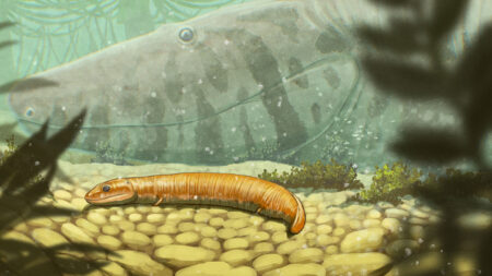 A textbook assumption about early land vertebrates may be wrong
