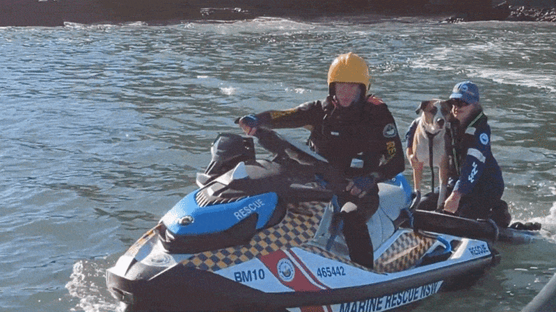Marine Rescue NSW volunteers save stranded dog from Snapper Island