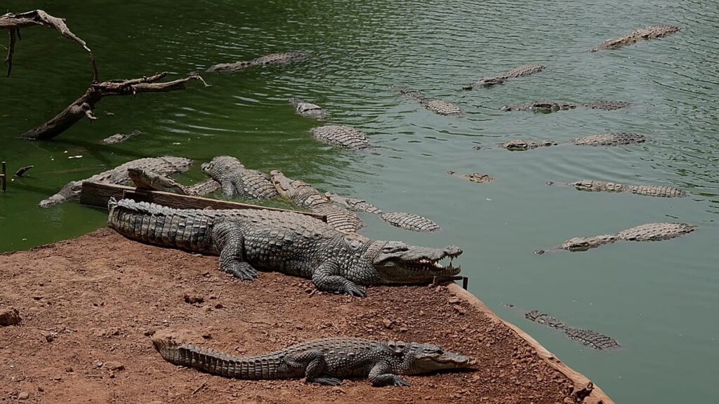 UK police arrest man after toddler 'ended up' in crocodile pen at zoo