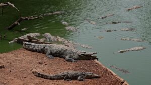 UK police arrest man after toddler 'ended up' in crocodile pen at zoo