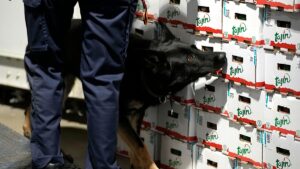 EU warns of rising risks as Europe drug market grows complex