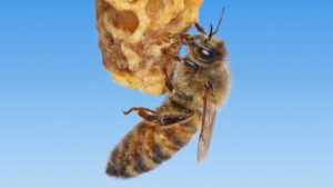A secret to making a queen bee may lie in the wax around it