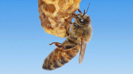 A secret to making a queen bee may lie in the wax around it