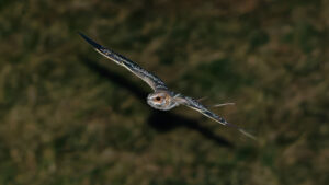 These birds clack their wing bones together to woo mates at night