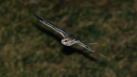 These birds clack their wing bones together to woo mates at night
