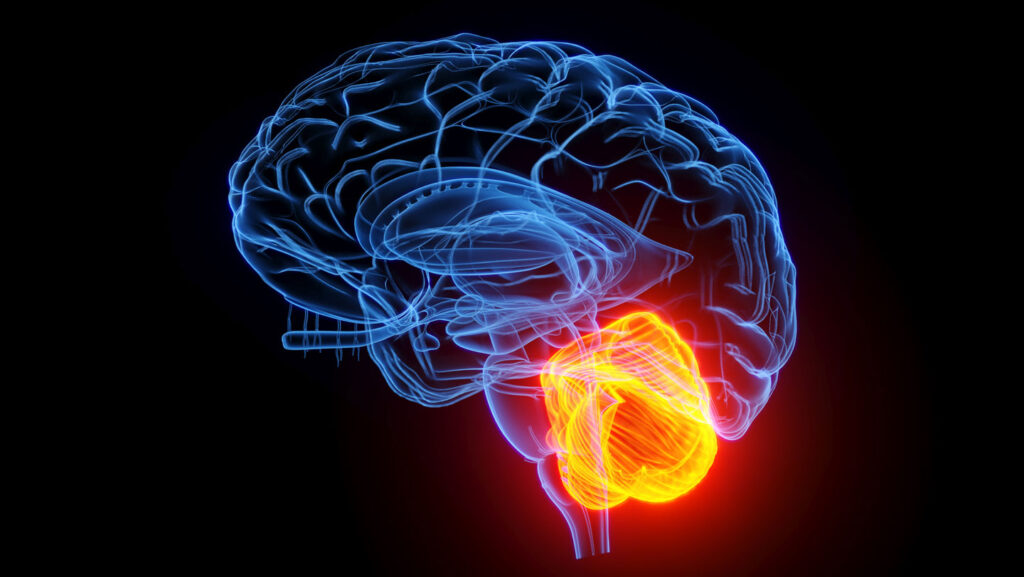 The ‘little brain’ may give the aging mind a big boost