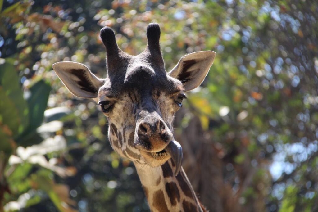 LA Zoo sees visitors disappear as city resists critical change that would save iti can add it too, just lmk
