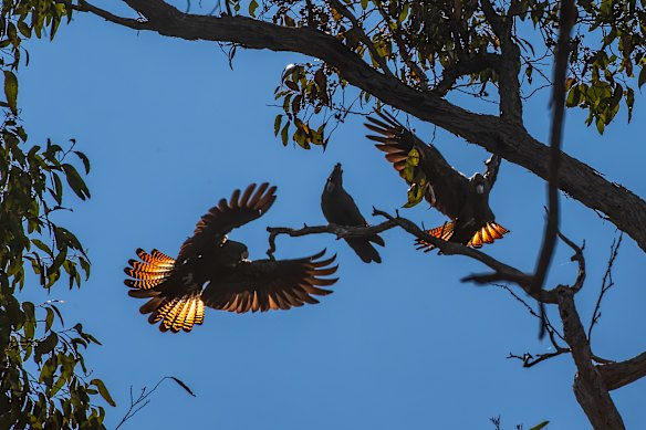 Black cockatoos are among WA’s threatened species.