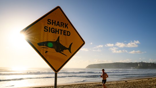 North Steyne was among a number of Sydney beaches closed after shark sightings and incidents in January.