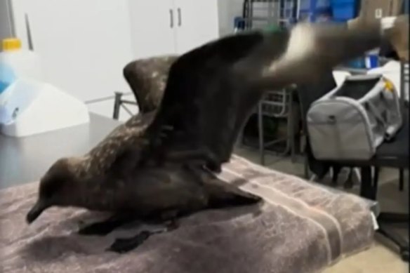 The brown skua was the first to positively test to the virus.