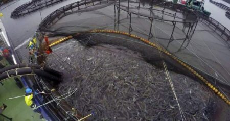 N.B. seafood company reaches $225M deal to acquire salmon farming operations