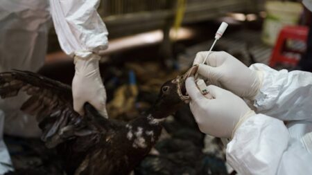 Australia’s first case of deadly bird flu confirmed in WA, second case suspected