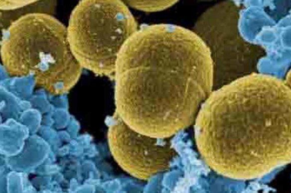 A drug-resistant strain of golden staph