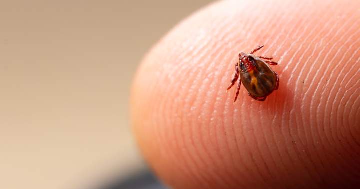 New Brunswickers can now track tick hot spots across province
