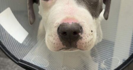 Okanagan vet warning dog owners about parvovirus