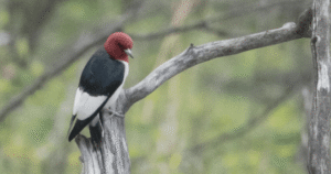 Calgary photographers, bird watchers flock to catch a glimpse of rare woodpecker