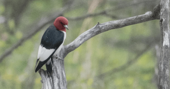 Calgary photographers, bird watchers flock to catch a glimpse of rare woodpecker