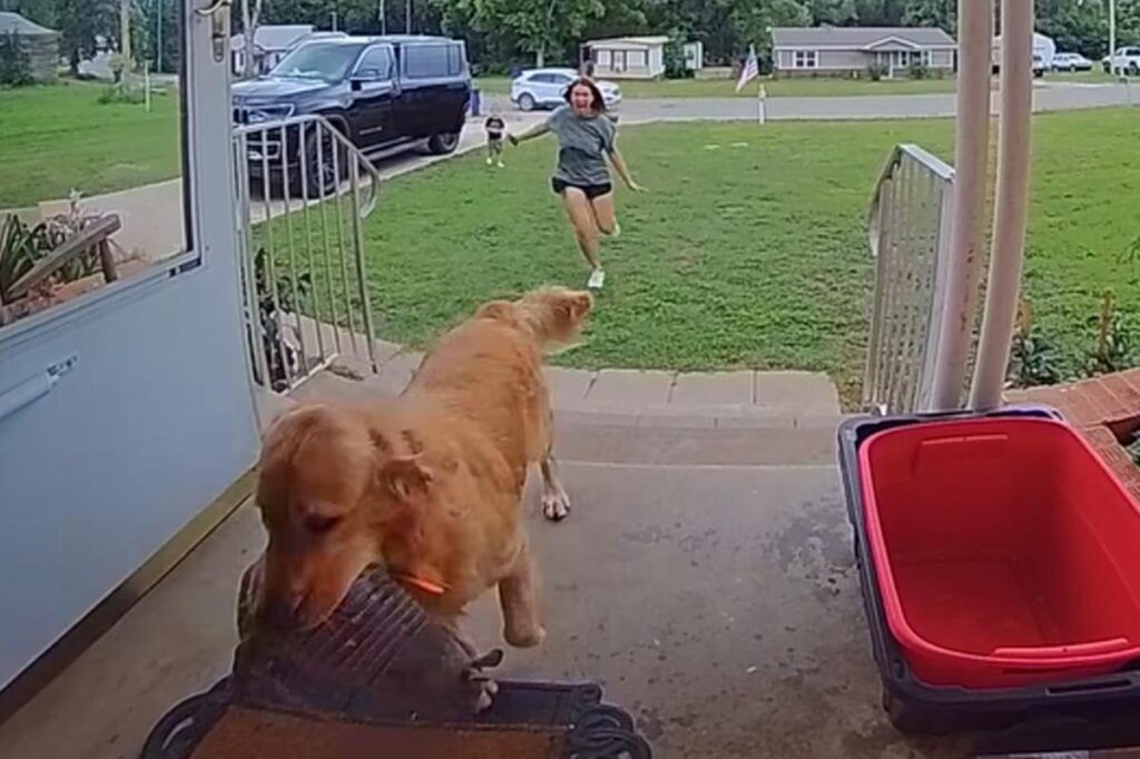 Dog goes viral for bringing live armadillo into family’s home