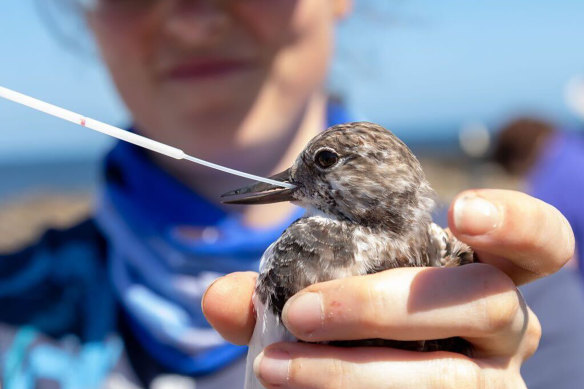 Testing is underway on a bird suspected of having the deadly H5N1 strain of bird flu.