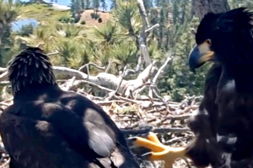 Big Bear bald eagle chicks growing fast as they prepare for major milestone