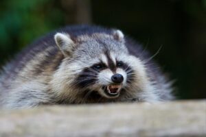 Raccoons bite 7-year-old boy, adult in separate broad daylight attacks in tony NYC suburb
